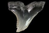 Large, Fossil Hemipristis Tooth - Georgia #74770-1